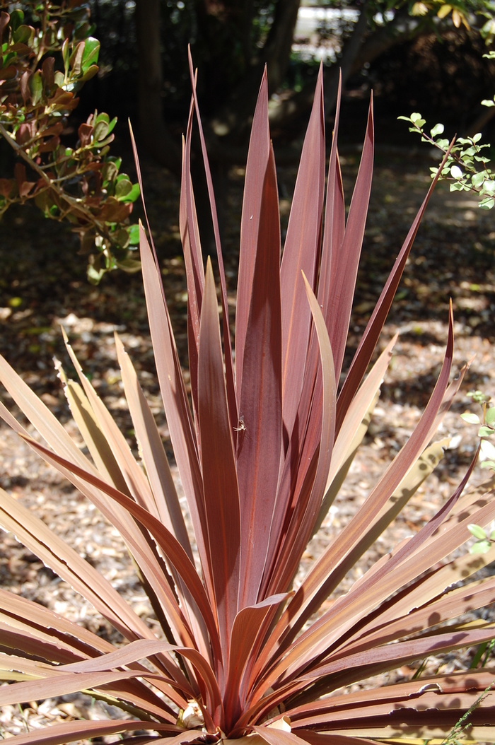 Red Star Cordyline - Cordyline australis 'Red Star' from Sloat Gardens