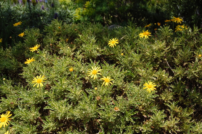 Euryops Daisy - Euryops 'Purfled' from Sloat Gardens