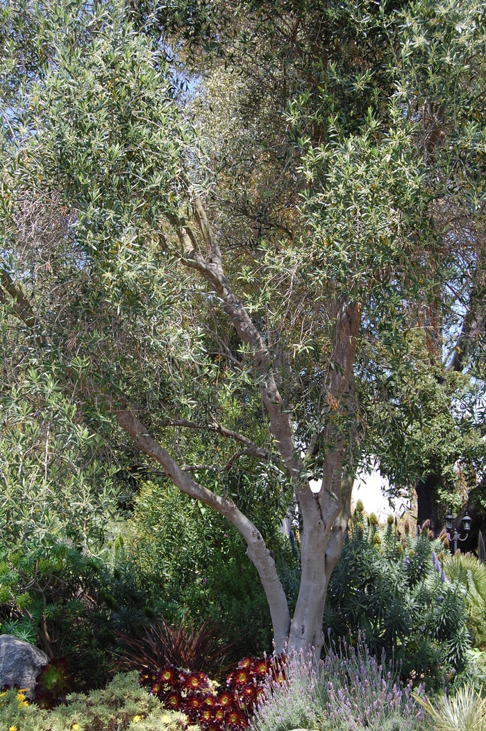 Olive - Olea europea from Sloat Gardens