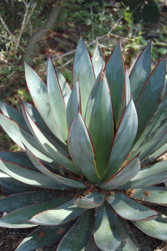 Blue Glow Agave - Agave 'Blue Glow' from Sloat Gardens