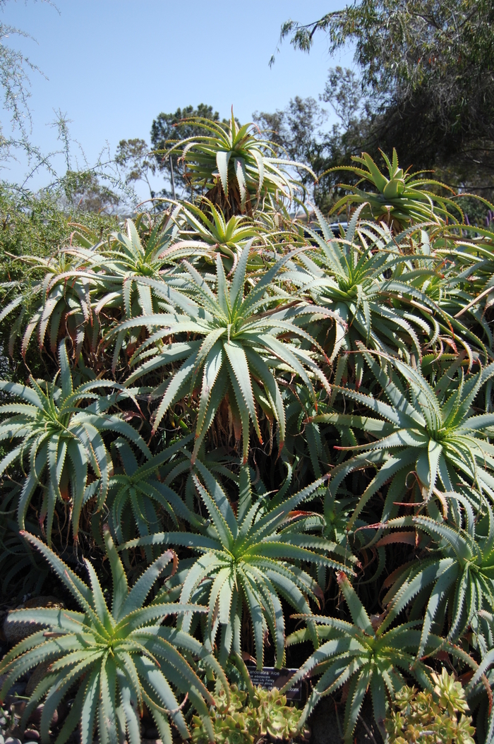 Torch Aloe - Aloe arborescens from Sloat Gardens