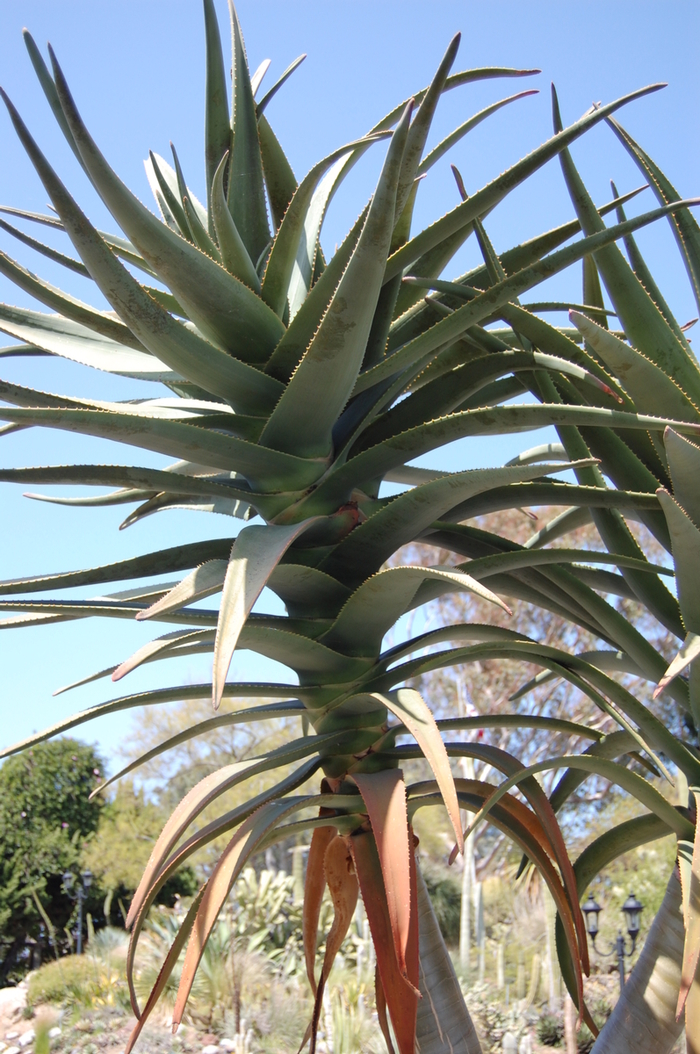 Hercules Aloe - Aloe 'Hercules' from Sloat Gardens