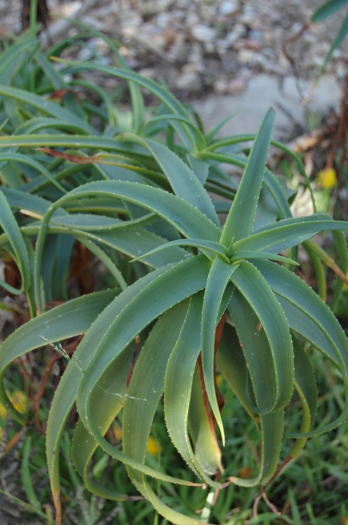 Aloe - Aloe striatula var. caesia from Sloat Gardens