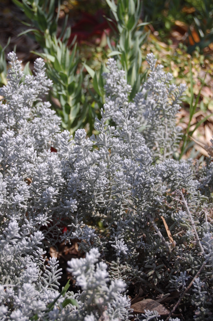 Pearl Bluebush - Maireana sedifolia Blue Bush from Sloat Gardens