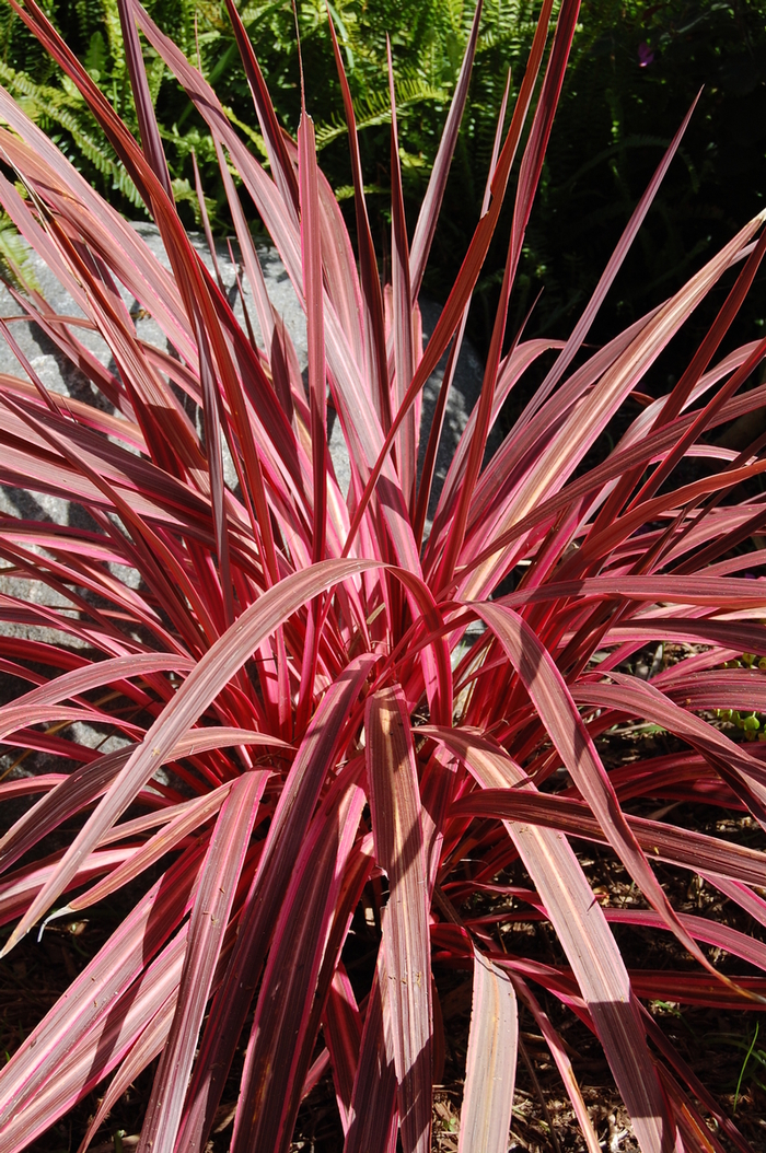 Pink Dragon Tree - Cordyline 'Electric Pink' from Sloat Gardens