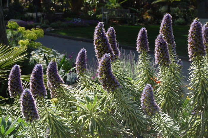 Variegated Pride of Madiera - Echium candicans 'Variegata' from Sloat Gardens