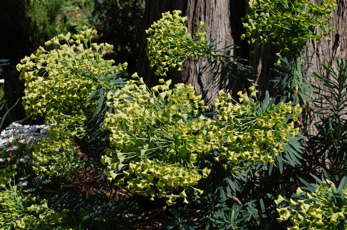Spurge - Euphorbia characias wulfenii from Sloat Gardens