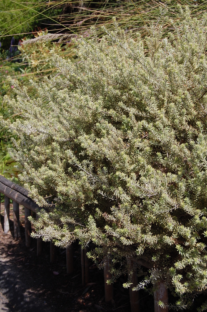 Coast Rosemary - Westringia fruticosa 'Morning Light' from Sloat Gardens