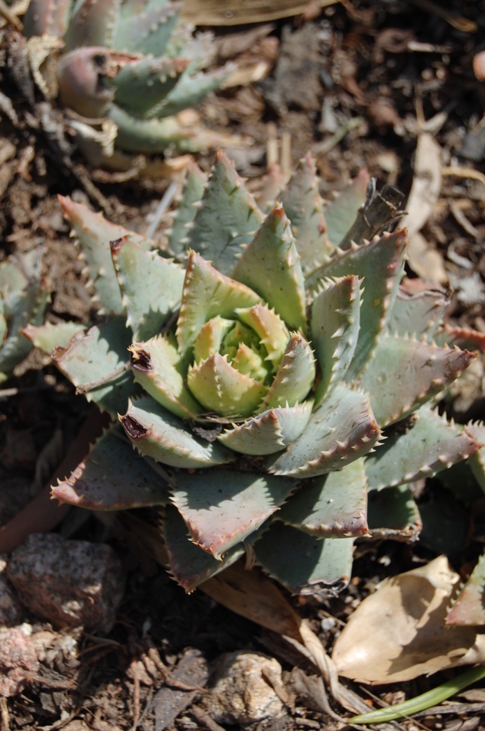 Aloe - Aloe brevifolia from Sloat Gardens