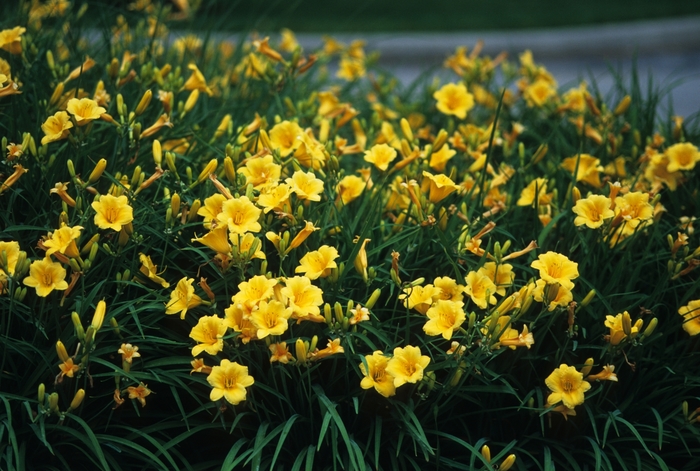 Daylily - Hemerocallis 'Stella d' Oro' from Sloat Gardens