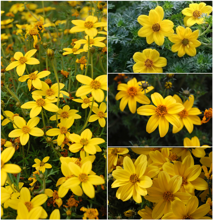 Bidens - Bearded Beggarticks - Multiple Varieties from Sloat Gardens