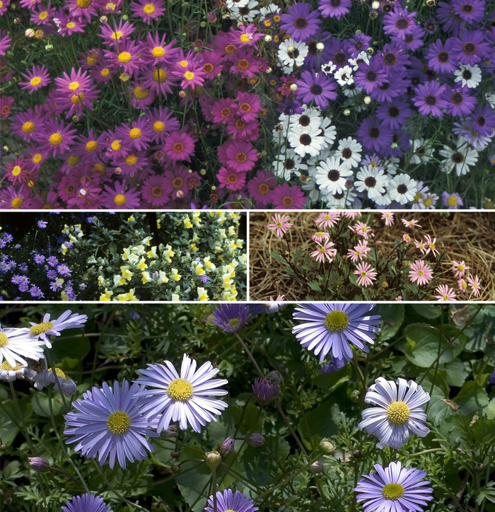  - Brachyscome 'Multiple Varieties' from Sloat Gardens