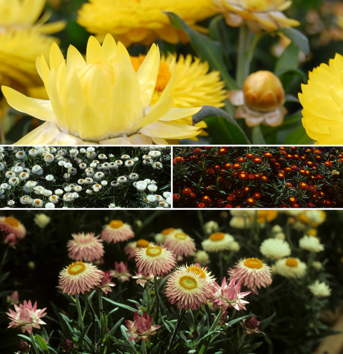 Bracteantha - Strawflower - Multiple Varieties from Sloat Gardens