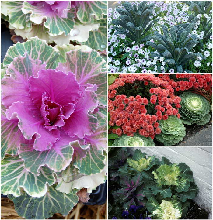 Flowering Kale - Multiple Varieties from Sloat Gardens