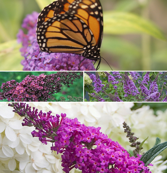 Butterfly Bush - Buddleja 'Multiple Varieties' from Sloat Gardens