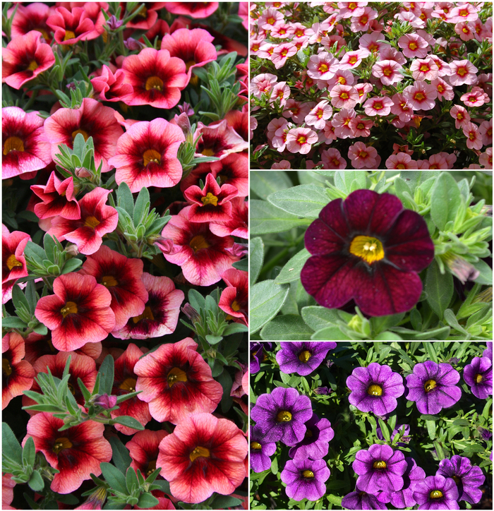 Calibrachoa - Calibrachoa hybrid 'Multiple Varieties' from Sloat Gardens