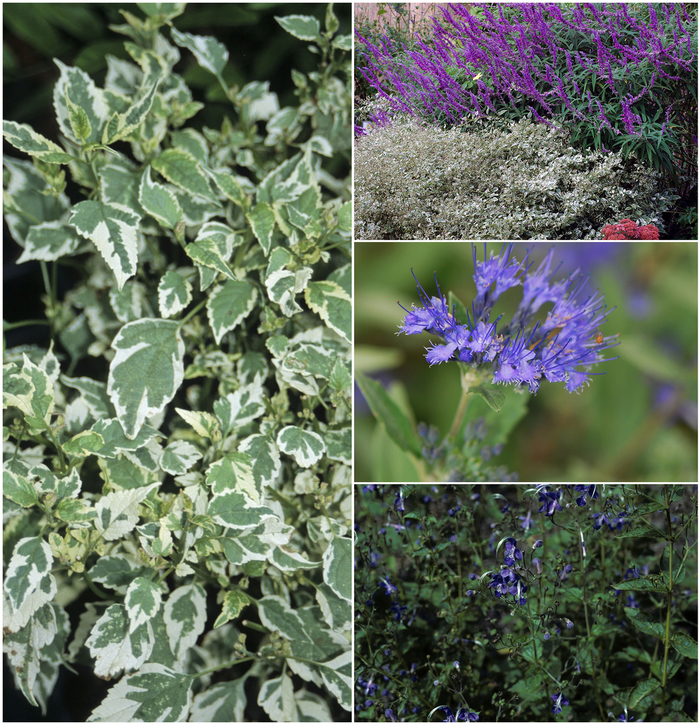 Caryopteris - Blue Mist Shrub - Multiple Varieties from Sloat Gardens