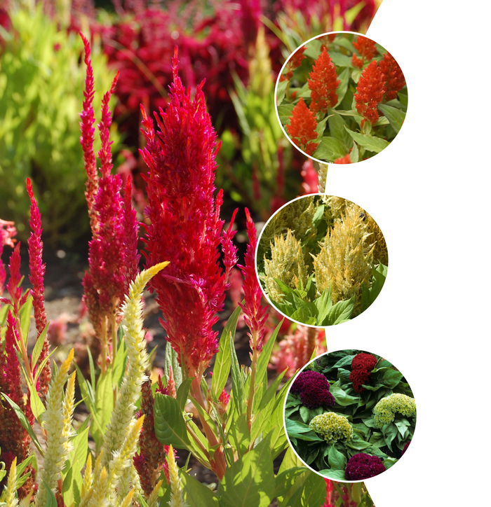 Celosia - Cockscomb - Multiple Varieties from Sloat Gardens
