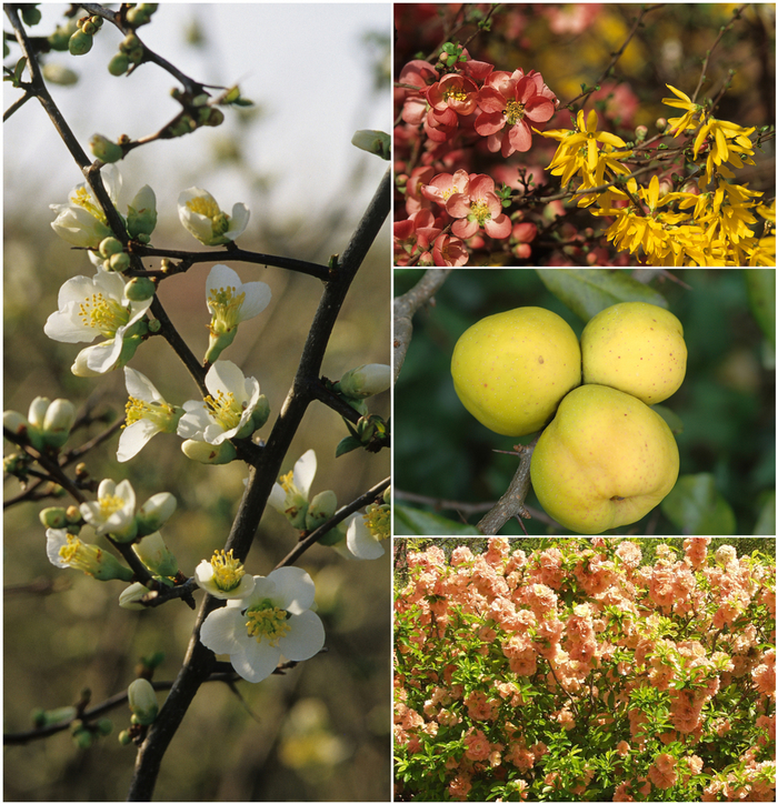 Chaenomeles - Flowering Quince - Multiple Varieties from Sloat Gardens