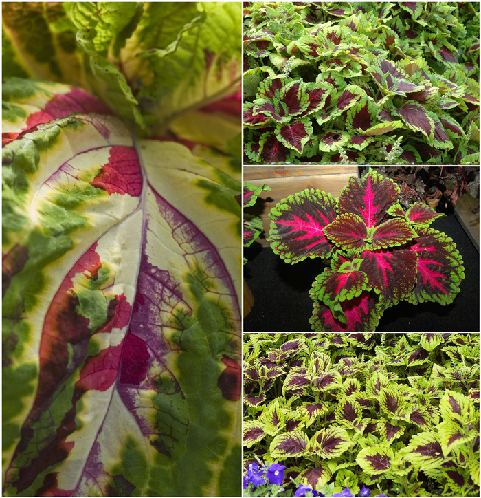 Coleus - Solenostemon scutellarioides from Sloat Gardens