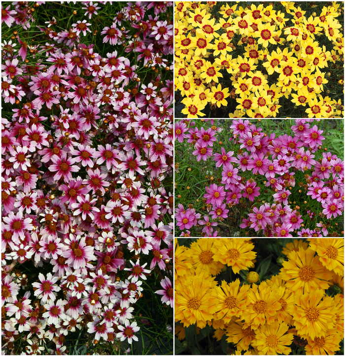Coreopsis - Tickseed - Multiple Varieties from Sloat Gardens