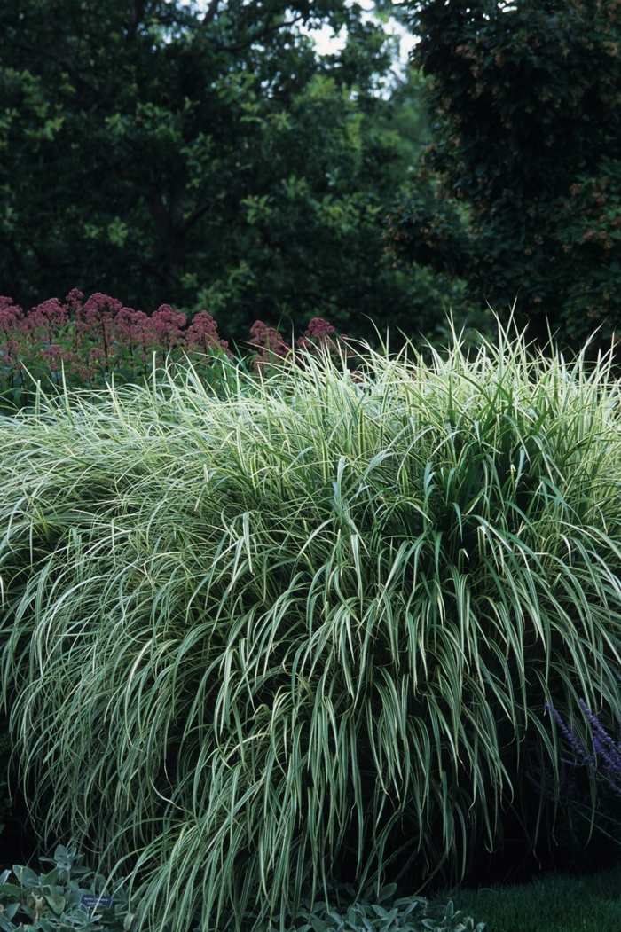 Variegated Maiden Grass - Miscanthus sinensis 'Variegatus' from Sloat Gardens