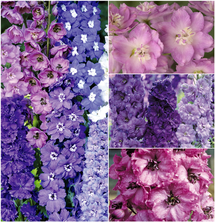 Delphinium - Multiple Varieties from Sloat Gardens
