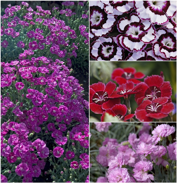 Dianthus - Multiple Varieties from Sloat Gardens