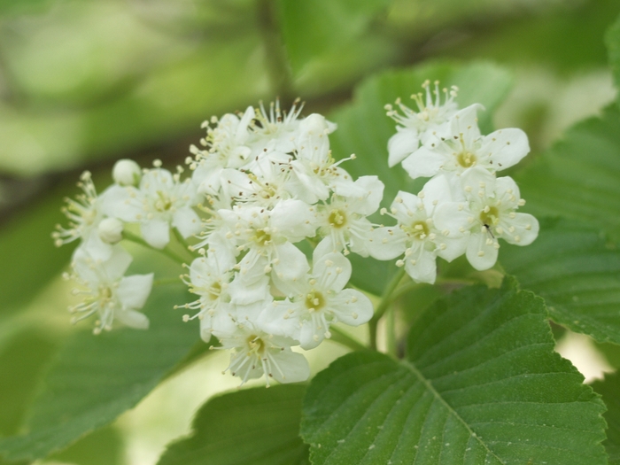 Burkwood Viburnum - Viburnum x burkwoodii from Sloat Gardens