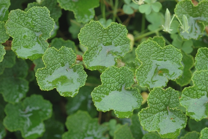 Creeping Raspberry - Rubus calycinoides from Sloat Gardens