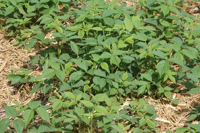 Raspberry - Rubus 'Heritage' from Sloat Gardens