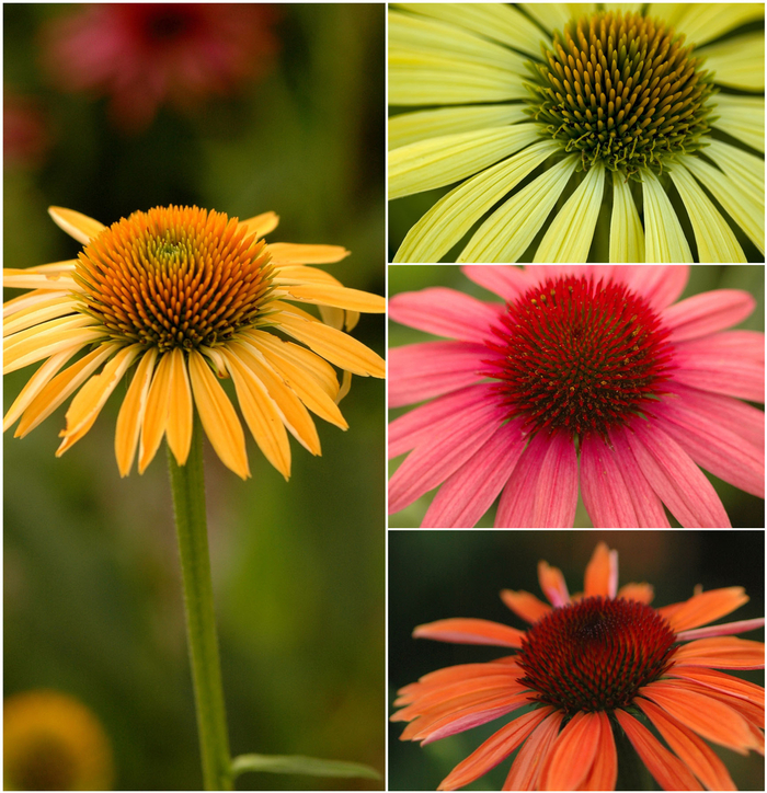 Coneflower - Echinacea 'Big Sky Series' from Sloat Gardens
