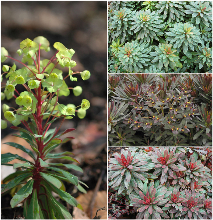 Spurge - Euphorbia 'Multiple Varieties' from Sloat Gardens