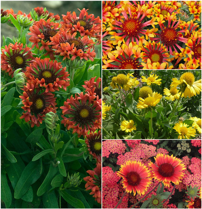 Gaillardia - Blanket Flower - Gaillardia 'Multiple Varieties' from Sloat Gardens