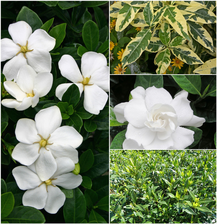 Gardenia - Multiple Varieties from Sloat Gardens