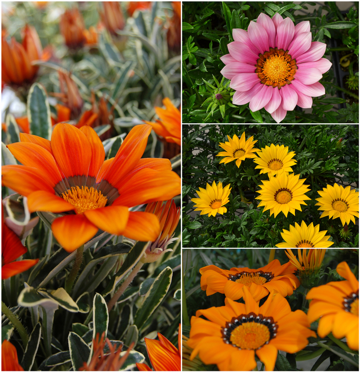 Gazania - Multiple Varieties from Sloat Gardens