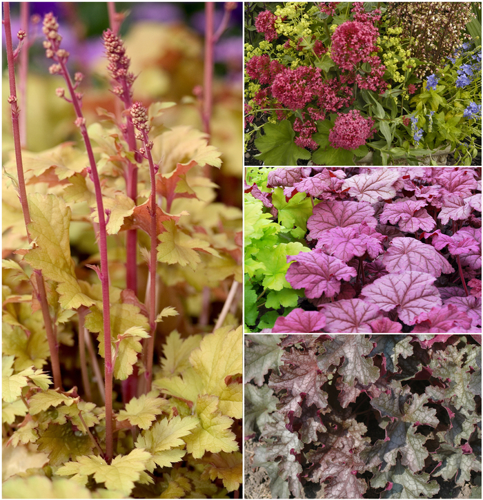 Heuchera - Coral Bells - Multiple Varieties from Sloat Gardens