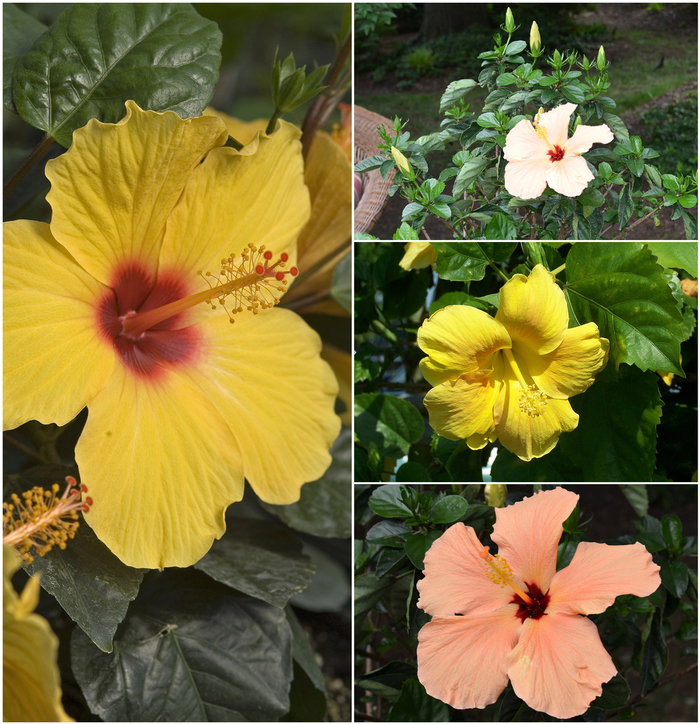 Tropical Hibiscus - Multiple Varieties from Sloat Gardens