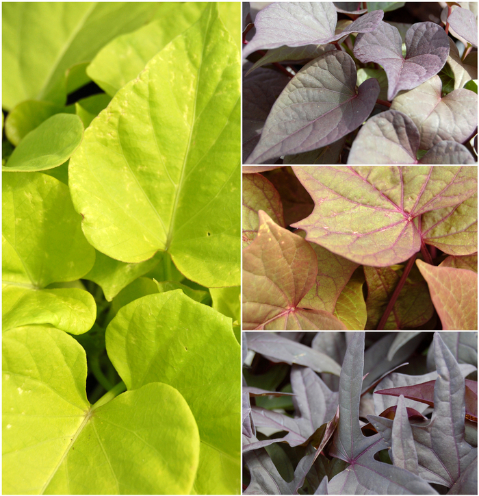 Ornamental Sweet Potato - Multiple Varieties from Sloat Gardens