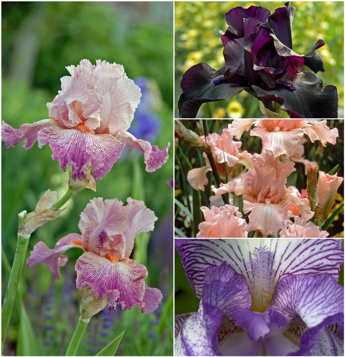 Bearded Iris - Multiple Varieties from Sloat Gardens