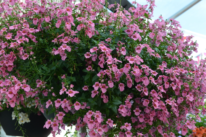 Twinspur - Diascia hybrid 'Genta™ Pink' from Sloat Gardens
