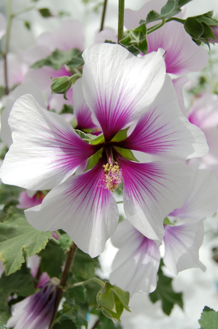 Tree Mallow - Lavatera maritima from Sloat Gardens