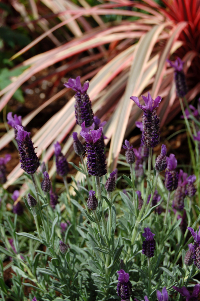 Spanish Lavender - Lavandula stoechas from Sloat Gardens