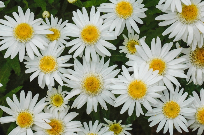 Angel Shasta Daisy - Leucanthemum superbum 'Angel' from Sloat Gardens