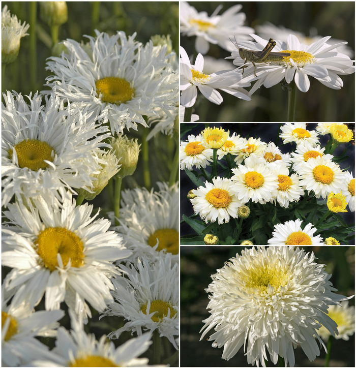 Shasta Daisy - Multiple Varieties from Sloat Gardens
