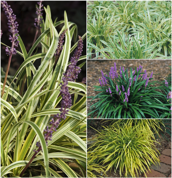 Liriope - Lilyturf - Multiple Varieties from Sloat Gardens