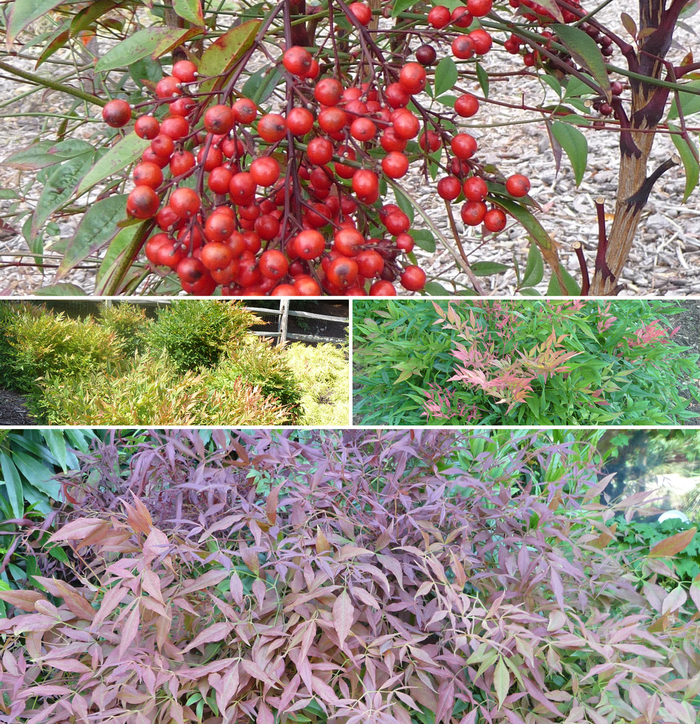 Nandina - Multiple Varieties from Sloat Gardens