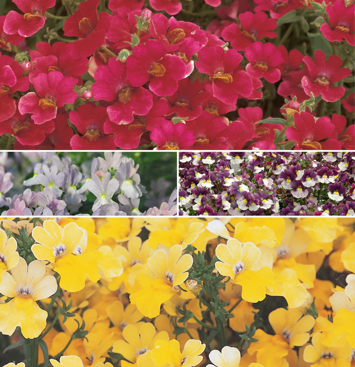 Nemesia - Multiple Varieties from Sloat Gardens