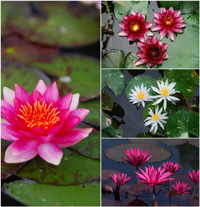 Waterlily - Nymphaea from Sloat Gardens