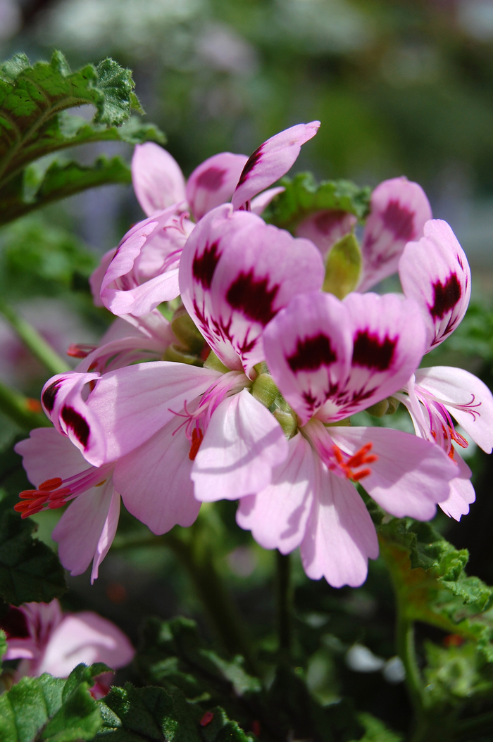 Geranium - Pelargonium 'Lemon Fizz' from Sloat Gardens